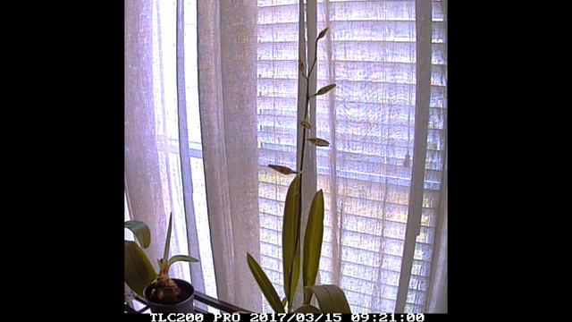 ORCHID FLOWER BLOOM LAPSE смотреть онлайн