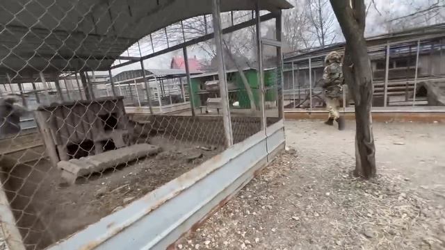 Этой японской макаке волк ОТОРВАЛ ЛАПКУ и теперь она живет с тремя лапками, остальные погибли! смотреть онлайн