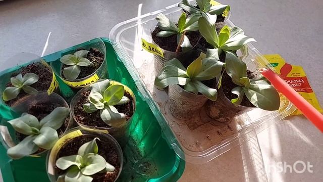 Подкормка эустомы монокалийным фосфатом смотреть онлайн