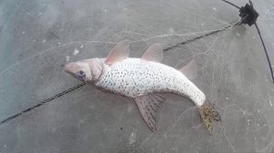 Рыбалка на Хапуги хлопок, Супер уловистая снасть для рыбалки