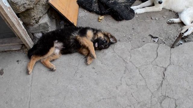 ЩЕНКИ НЕМЕЦКОЙ ОВЧАРКИ (GERMAN SHEPARD PUPPIES)