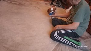 Армани играет.