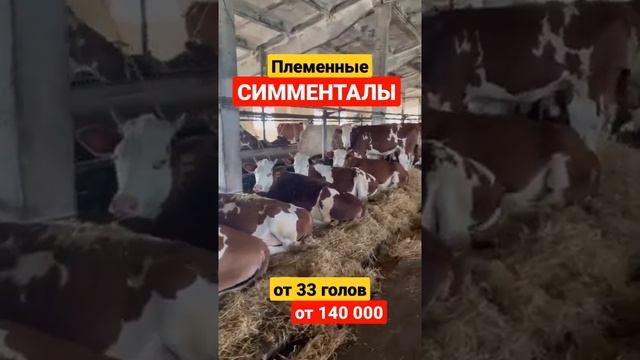 Племенные Симменталы нетели от 33 голов #simmental #cows #fermer #симментал #крс #продажакрс смотреть онлайн