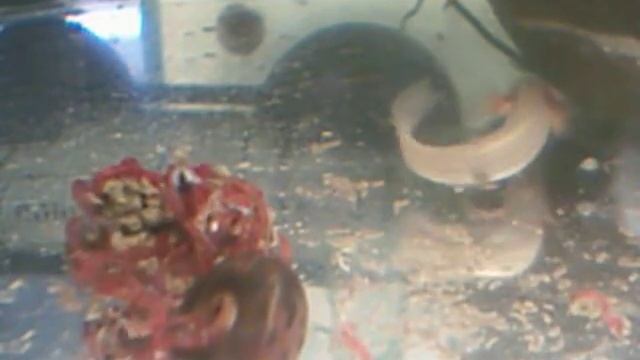 Мальки полиптеруса едят мотыля Polypterus senegalus