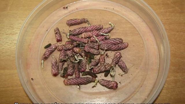 Домашние цветы ахименесы — уход и выращивание смотреть онлайн