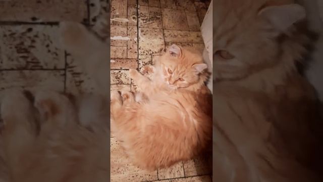 Мой любимый рыжий кот с жёлтыми глазами, по кличке Рыжик. смотреть онлайн