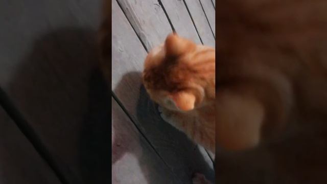 Кот любит куриные яйца смотреть онлайн