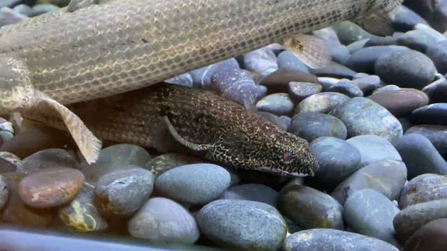 Update Terbaru Dari Community Tank Predator Arwana-Palmas-Belida-Oscar-Channa-Hiu Air Tawar-DLL смотреть онлайн