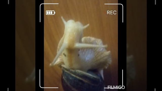 Улитка Ахатина. ОЧЕНЬ КРУПНЫЕ УЛИТКИ. смотреть онлайн