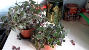 АХИМЕНЕС. СЕКРЕТЫ УХОДА