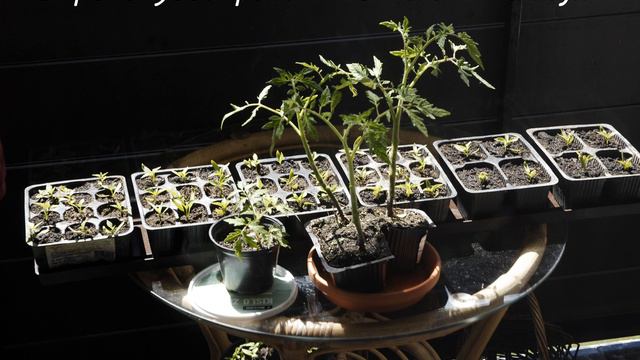 How To Grow On A Small Balcony: Chilli Update 2020 [s1, Ep6]