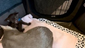 Мама очень любит своих деток. Какие же они все классные !!! Ориентальные котята шоколад