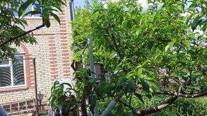 Схема обработки Персика и не только.