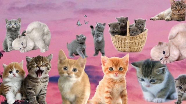 писк маленьких котят🥰 смотреть онлайн