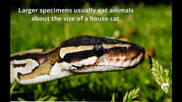 The MOST Ridiculously Awesome Python Show! смотреть онлайн