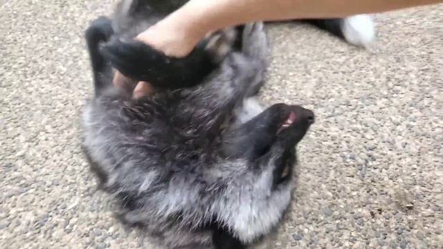 Introducing each fox at SAVEAFOX смотреть онлайн