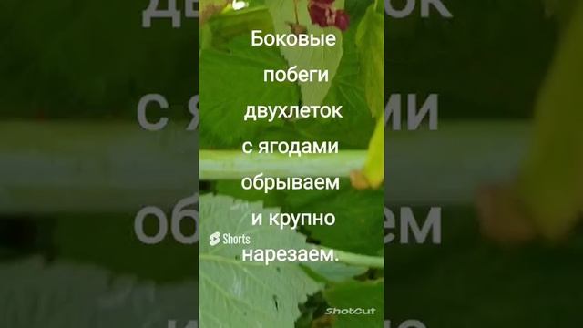 Сушеная малина в чай ? смотреть онлайн
