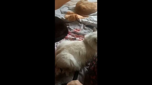 немой стрим общение на час смотреть онлайн