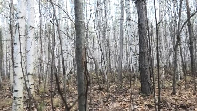 Охота на зайцев с четырьмя гончими собаками. Такого сейчас редко где увидишь! смотреть онлайн