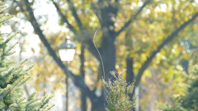Школьный сквер.Высадка деревьев. смотреть онлайн