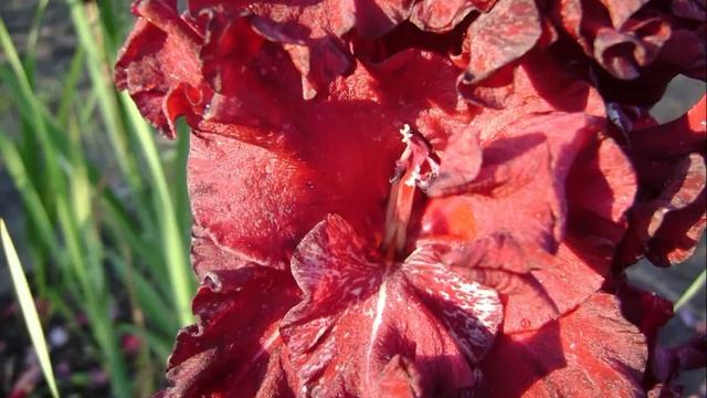 ГЛАДИОЛУСЫ (МОИ ГИБРИДЫ цветение 2019) gladiolus смотреть онлайн