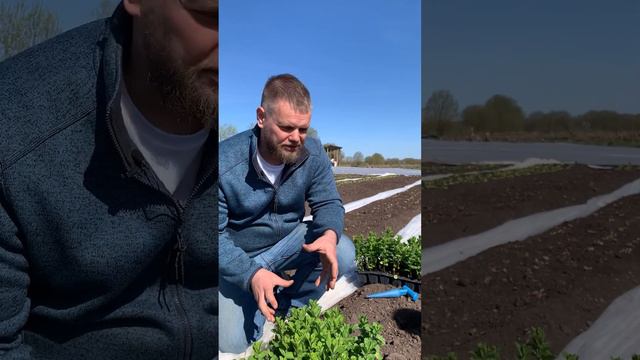 Зеленые рецепты: лекарства от болезней