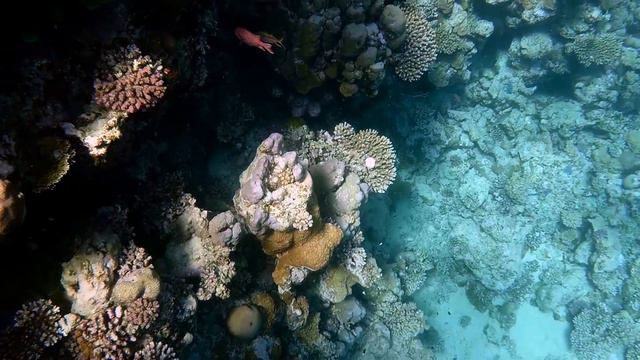 Египет 2014 Crowne Plaza REEF1 смотреть онлайн