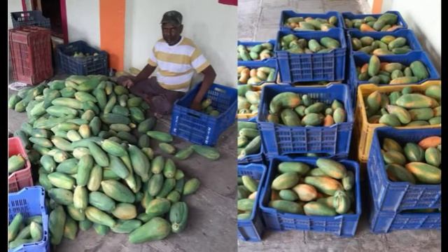 Result Of Sanjivan Organic Products | Papaya | Melon | VermiCompost смотреть онлайн