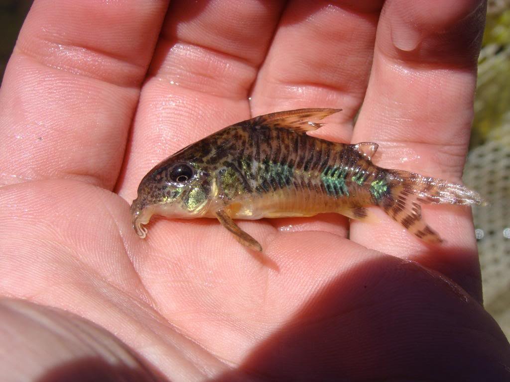 Крапчатый сомик! Разведение, содержание, размножение! Corydoras paleatus. смотреть онлайн