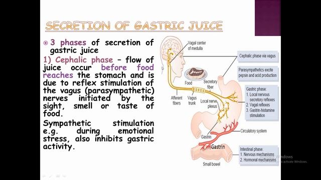 Gastric juice anatomy and physiology in hindi || Mechanism of HCL secretion смотреть онлайн