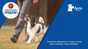 Команда «Рядом» - как научить собаку правильно? Выдержка «Сидеть», «Лежать». Школа дрессировки соба