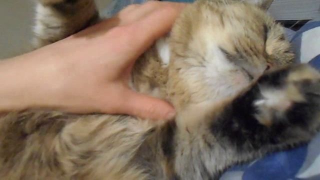 Ласковый ПОТ:) Кошка Ромашка и её влажный носик. смотреть онлайн