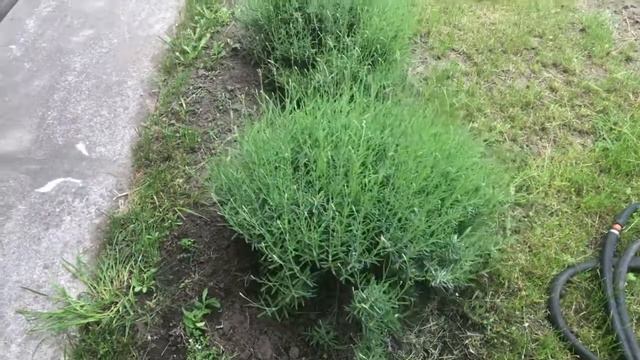Початок цвітіння лаванди смотреть онлайн