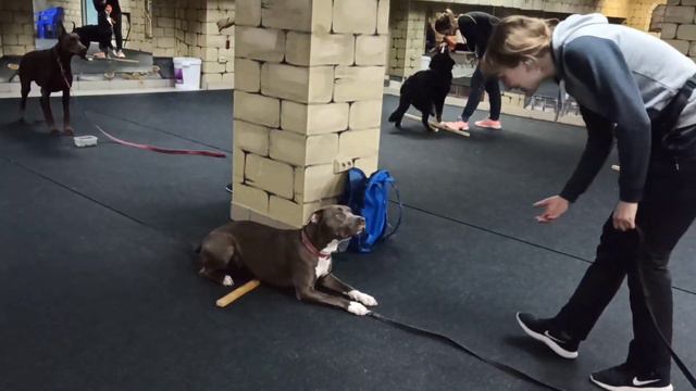 Комплекс по задним лапам