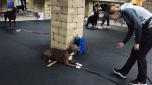 Комплекс по задним лапам