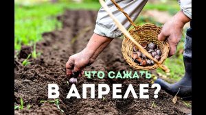 Что можно сажать в апреле в открытый грунт из овощей и зелени?