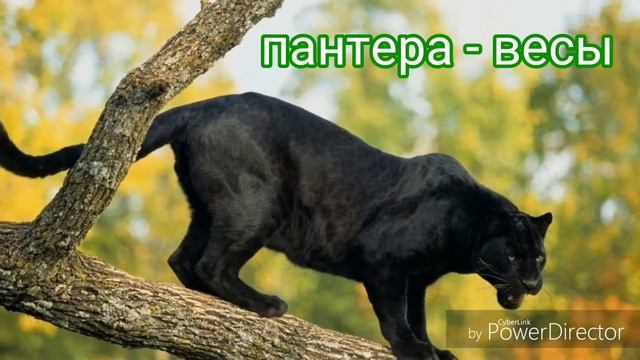 Гороскоп животных смотреть онлайн