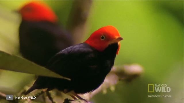 Самые Странные Брачные Ритуалы у Животных смотреть онлайн