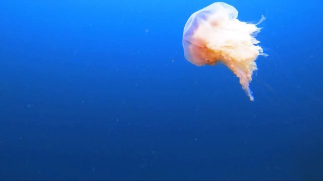 дайвинг. остров Русский. мыс Вятлина. underwater world смотреть онлайн