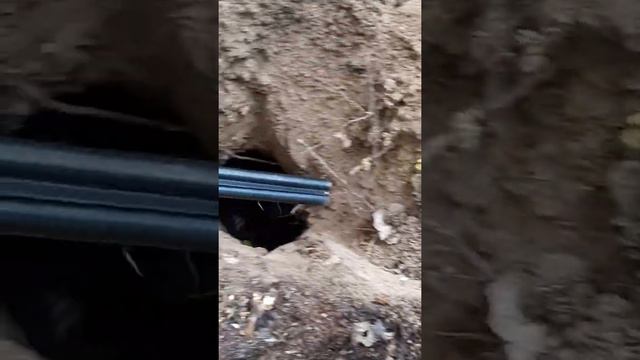 Фрагмент норной охоты смотреть онлайн