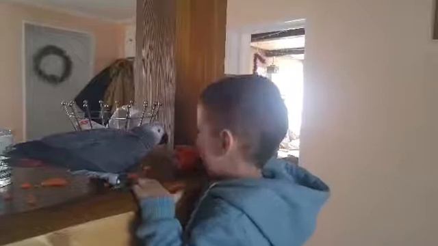 Как кормить попугая; смешно; funny video; приколы с детьми; смешные видео; приколы с животными смотреть онлайн