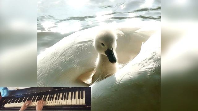 Камиль Сен-Санс "Лебедь" (Карнавал Животных)/ Sen-Sans - The Swan From “The Carnival of the Animals смотреть онлайн