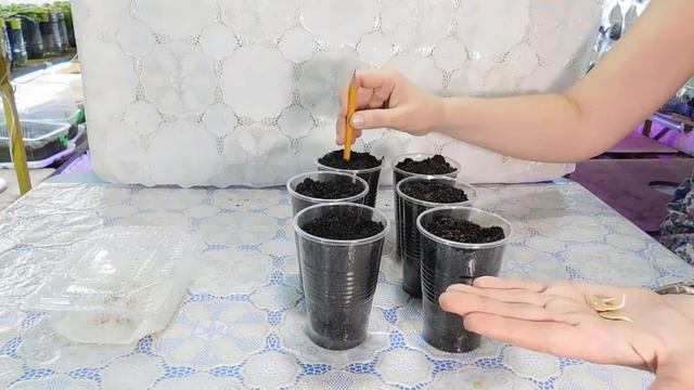 ???КАК ВЫРАСТИТЬ РАССАДУ КАБАЧКОВ ! смотреть онлайн