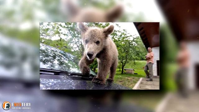 Bear Cub Walks Into Family’s Garden, Hugs The Dog When He Tries To Bark And Alert The Owners смотреть онлайн