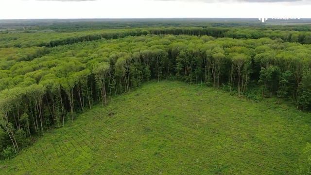 Незаконна вирубка лісу на Полтавщині смотреть онлайн