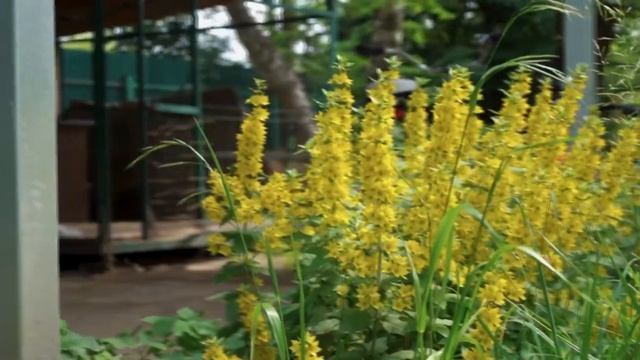 Презентация АС