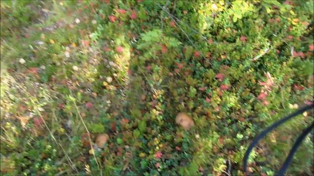 Белое море, район Куземы. смотреть онлайн