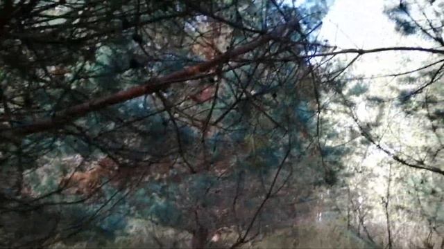 Охота с английским сеттером EDO od RACE рябчик смотреть онлайн