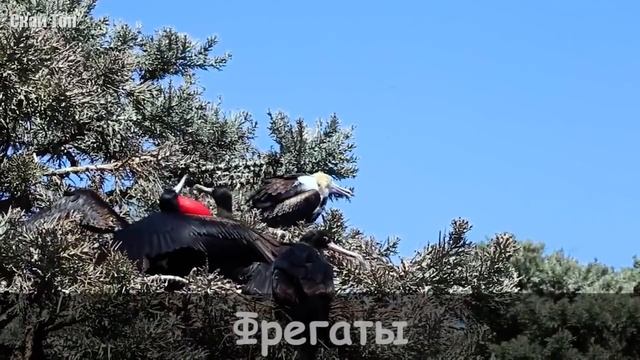 6 классных птиц со странной внешностью смотреть онлайн