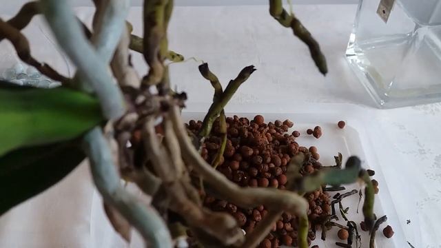 Как сохранять корни орхидей при пересадке.Пересадка , чистка и обработка корней орхидеи фаленопсис. смотреть онлайн